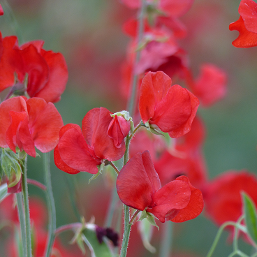 Lathyrus Spring Sunshine Scarlet