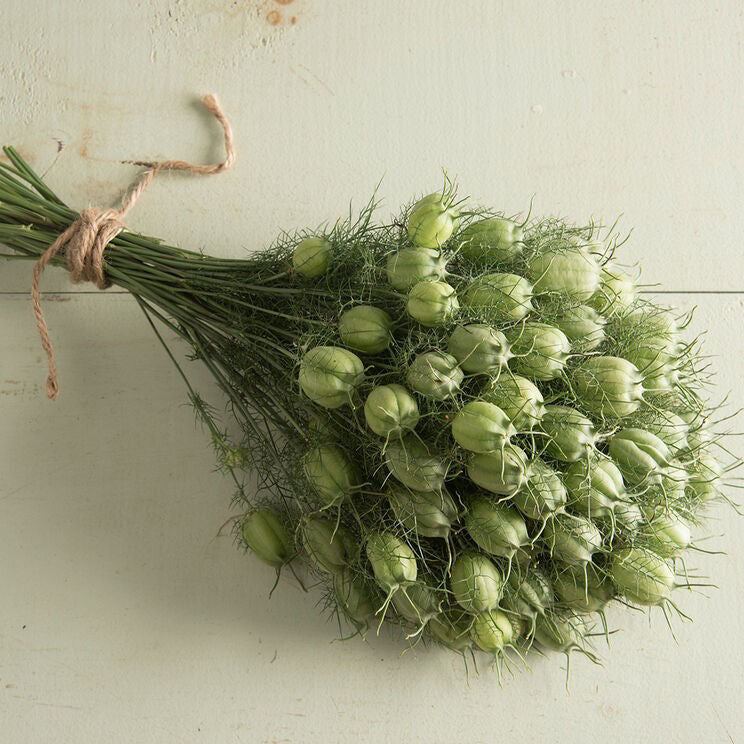 Nigella Green Pod