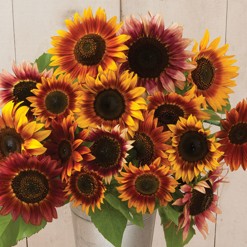 Helianthus Autumn Beauty