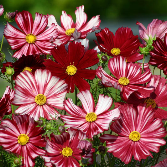Cosmos Velouette