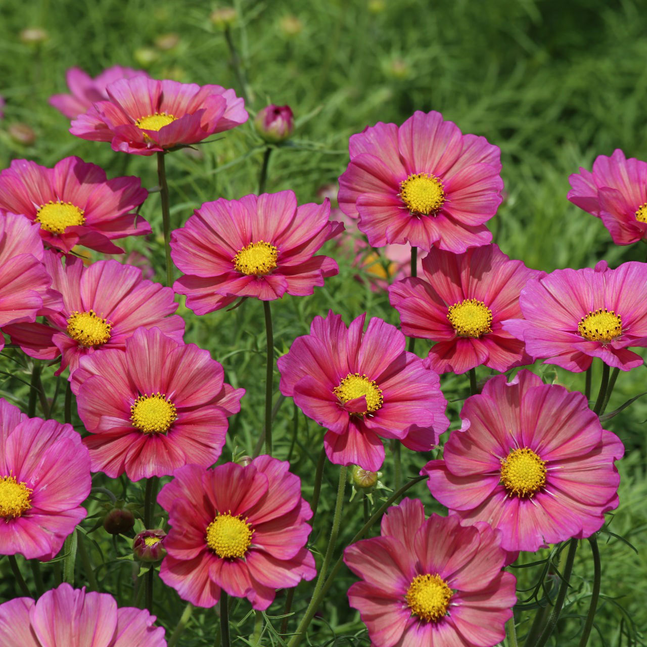 Cosmos Xsenia