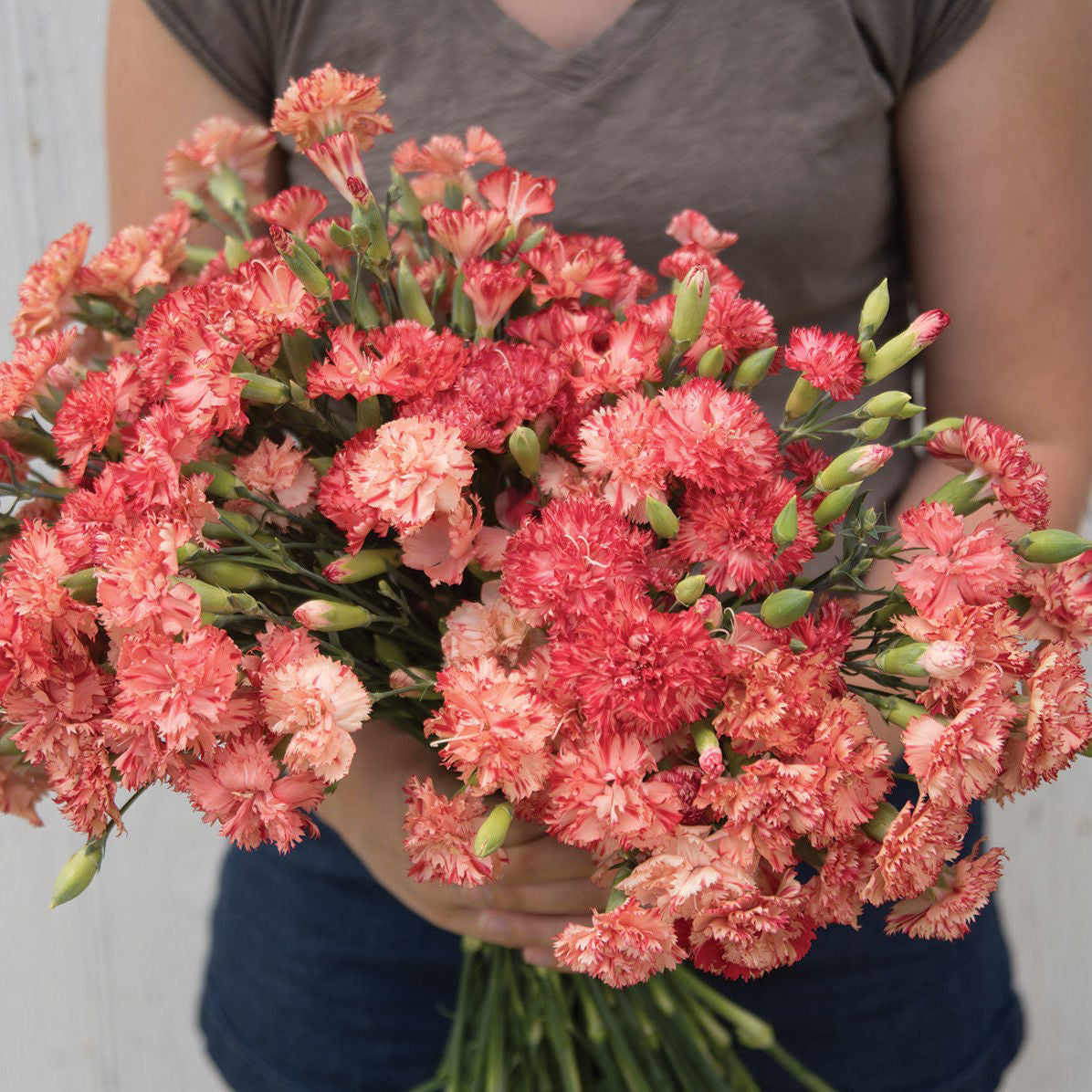 Dianthus Chabaud Orange Sherbet