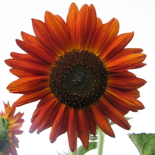 Helianthus Velvet Queen
