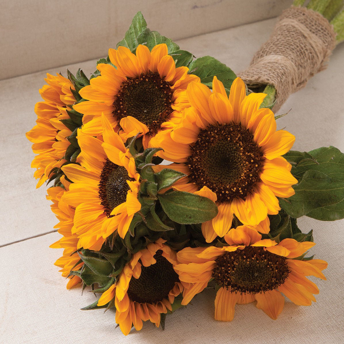 Helianthus Sonja