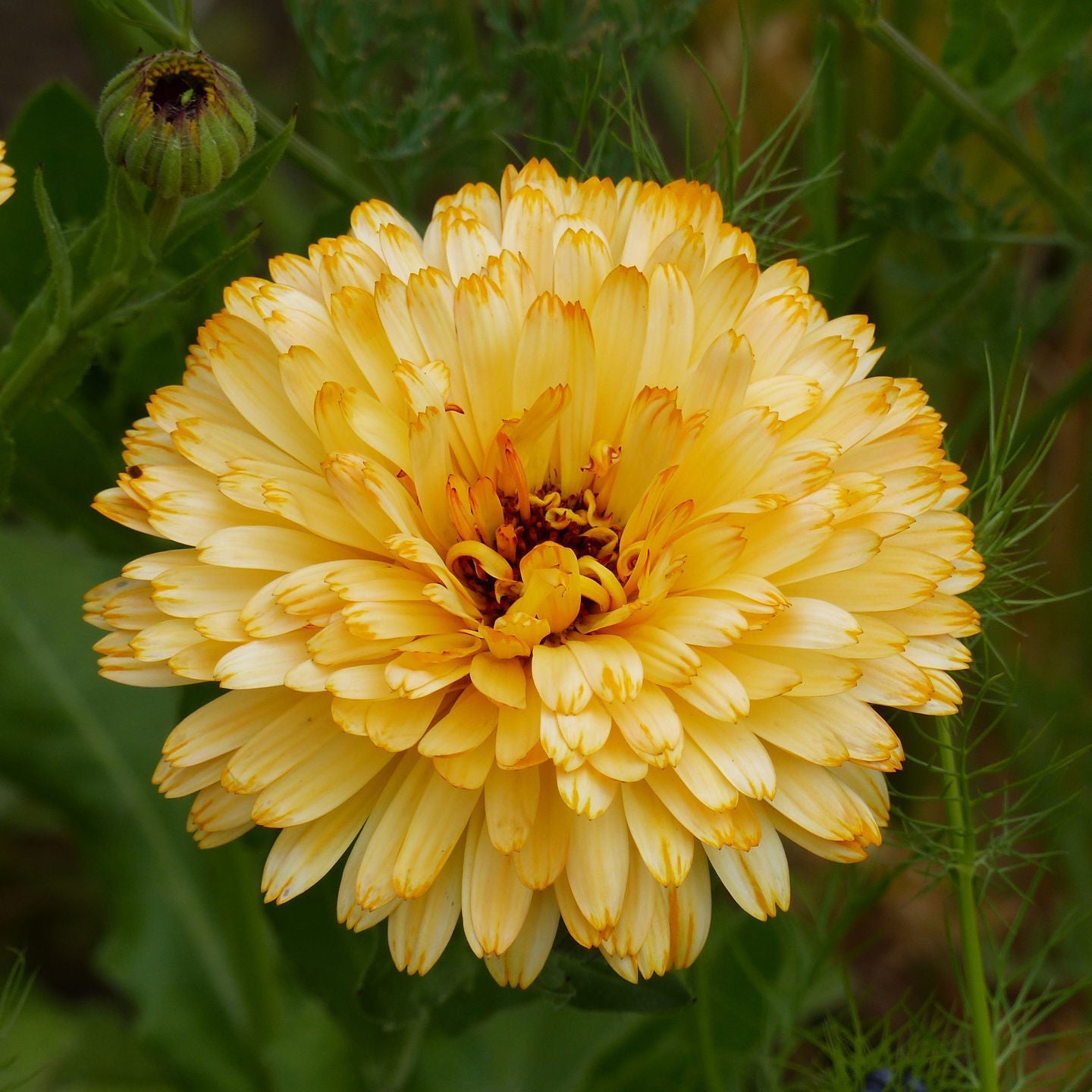 Calendula Pacific Apricot Beauty