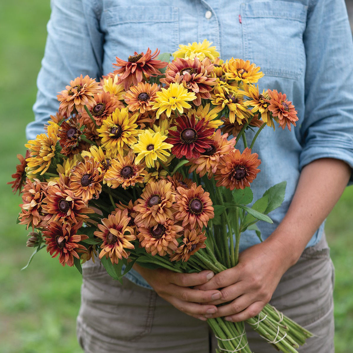 Rudbeckia Sahara