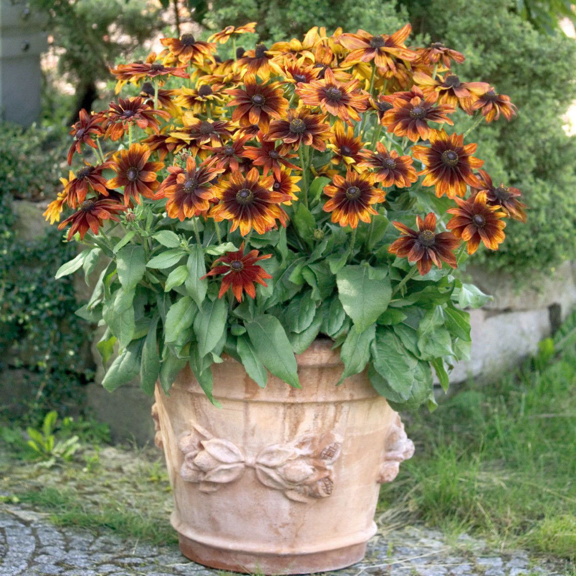 Rudbeckia Autumn Colors