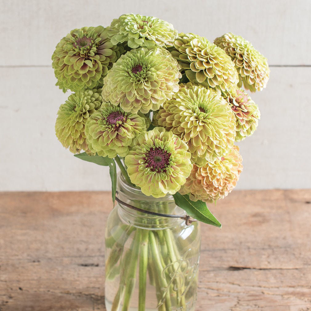 Zinnia Queen Lime with Blush