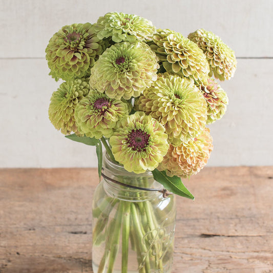 Zinnia Queen Lime with Blush