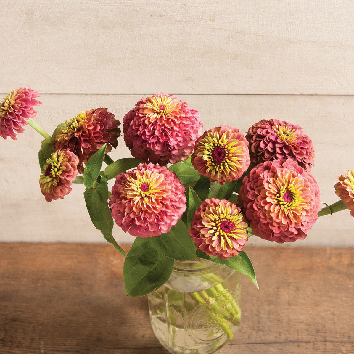 Zinnia Queen Red Lime
