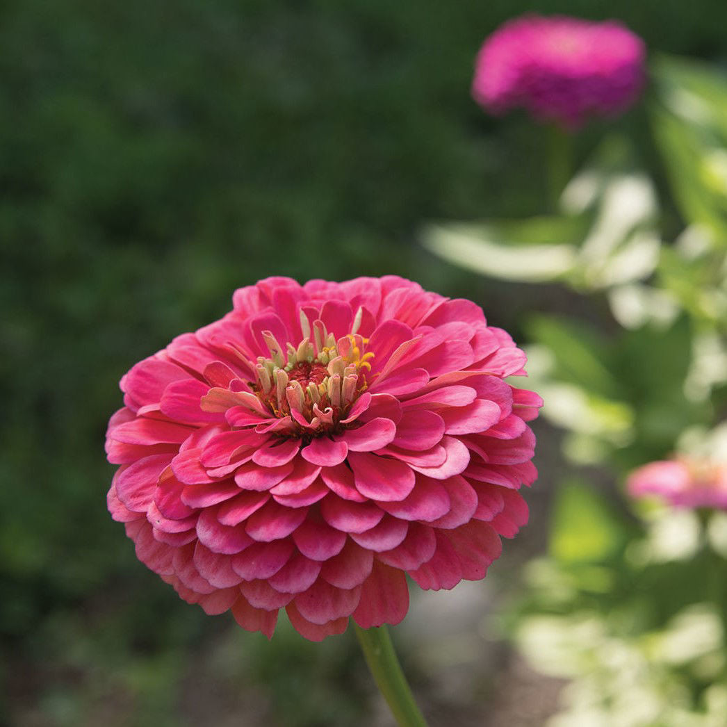 Zinnia Benary´s Giants Carmine Rose