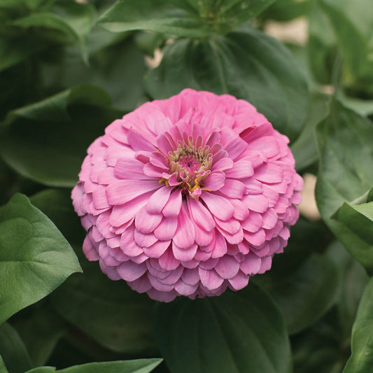 Zinnia Benary's Giants Bright Pink