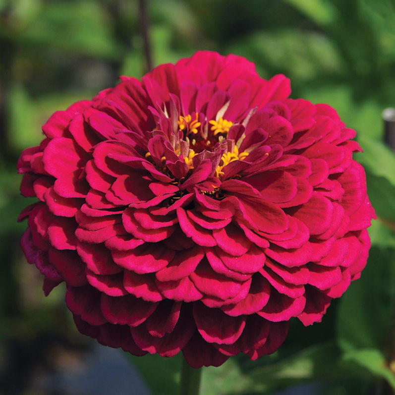 Zinnia Benary´s Giants Wine