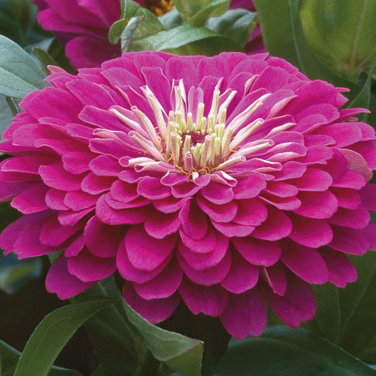 Zinnia Benary´s Giants Purple