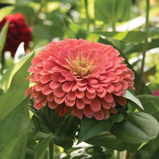 Zinnia Benary's Giants Salmon Rose