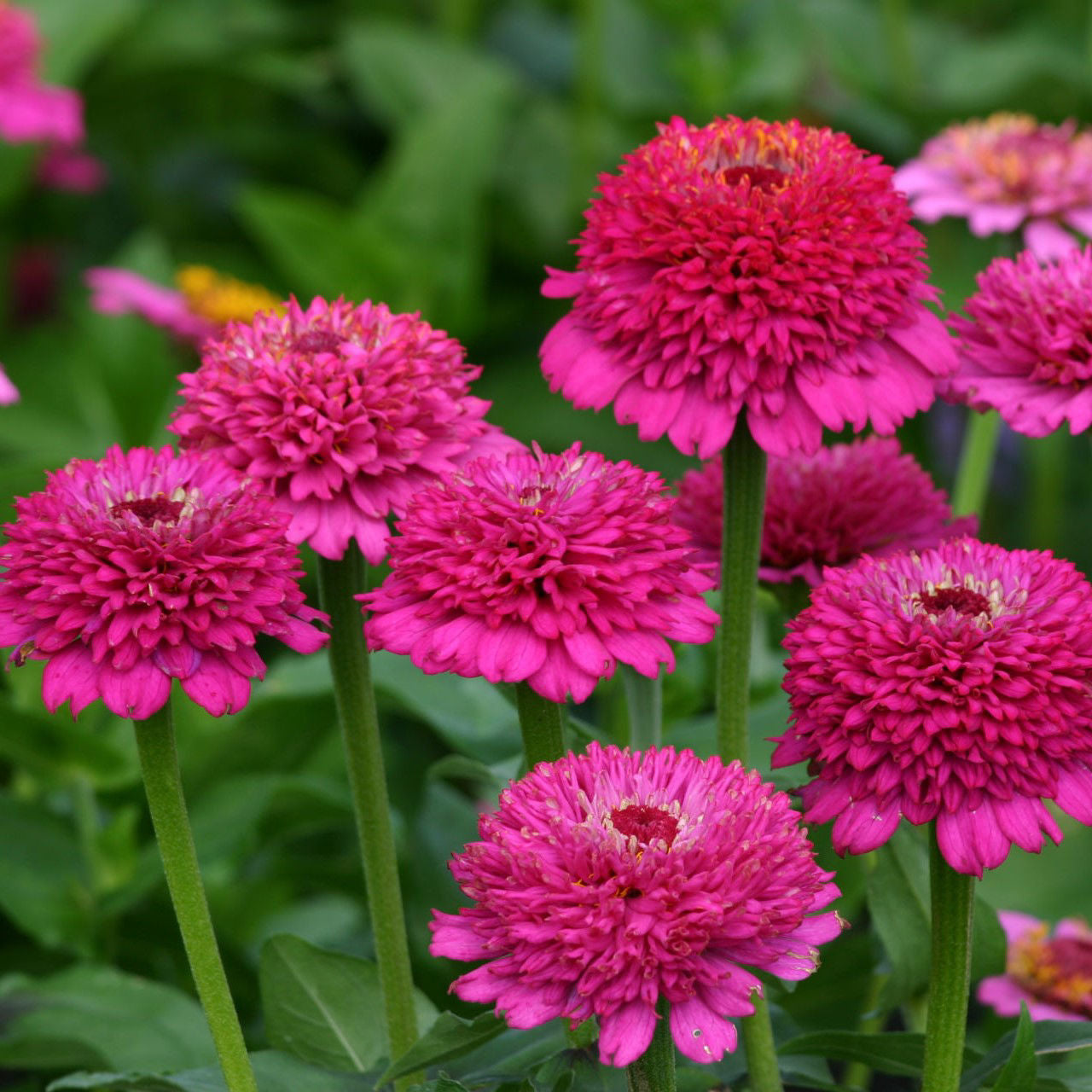 Zinnia Zinderella Purple