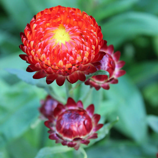 Helichrysum Fireball