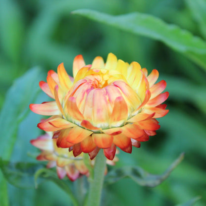 Helichrysum Orange