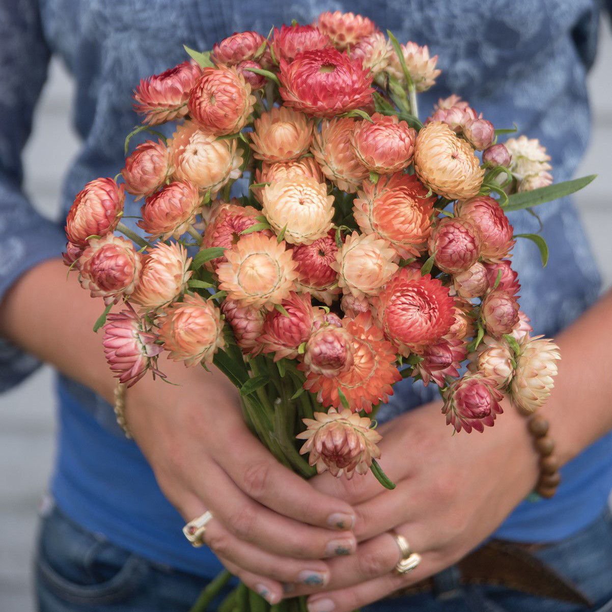 Helichrysum Apricot/Peach - EKO