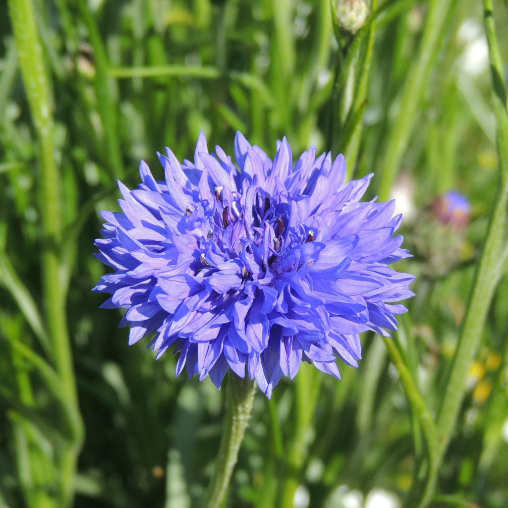 Centaurea Blue Boy