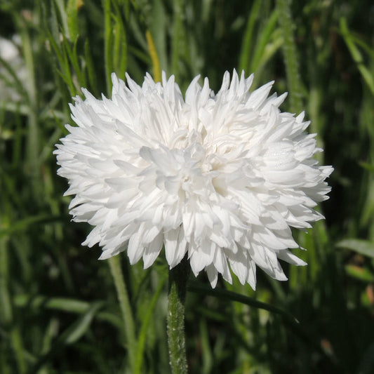 Centaurea Snowman