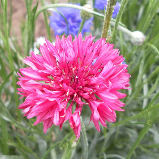 Centaurea Red Boy