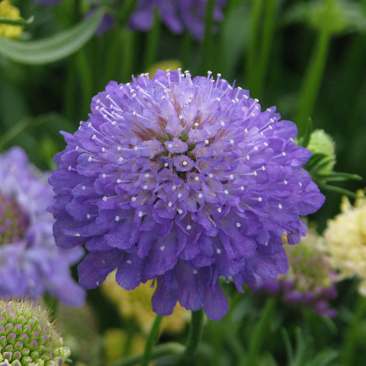 Scabiosa QIS Dark Blue