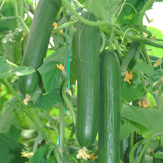 Cucamelon