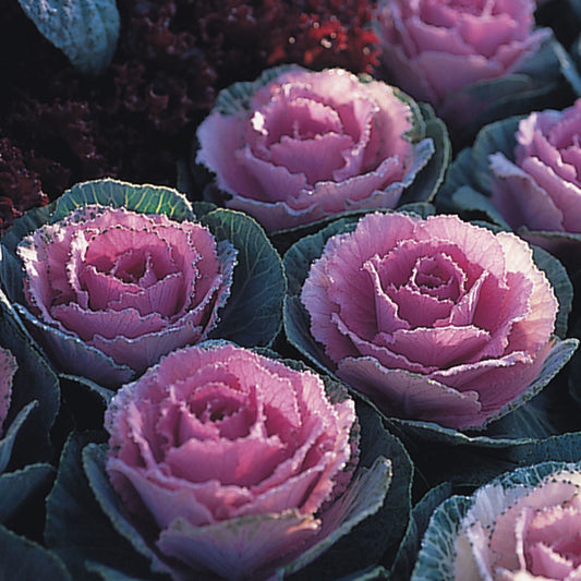 Ornamental Cabbage Crane Pink F1