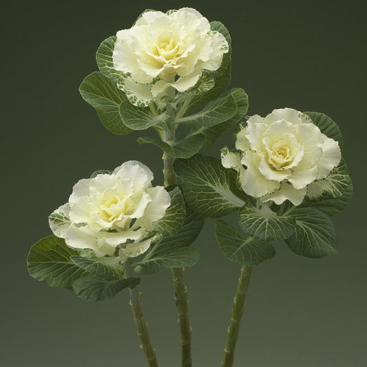 Ornamental Cabbage Flare White F1