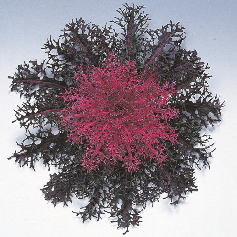 Prydnadskål Peacock Red F1