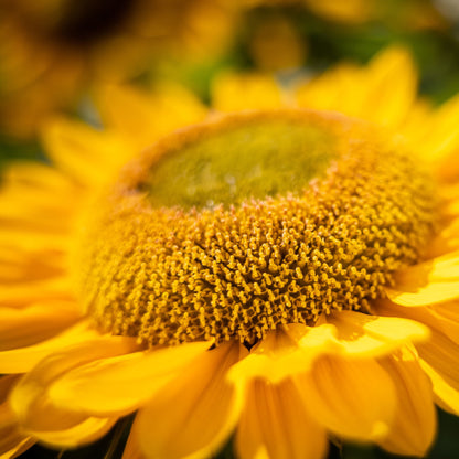 Helianthus Gold Up F1