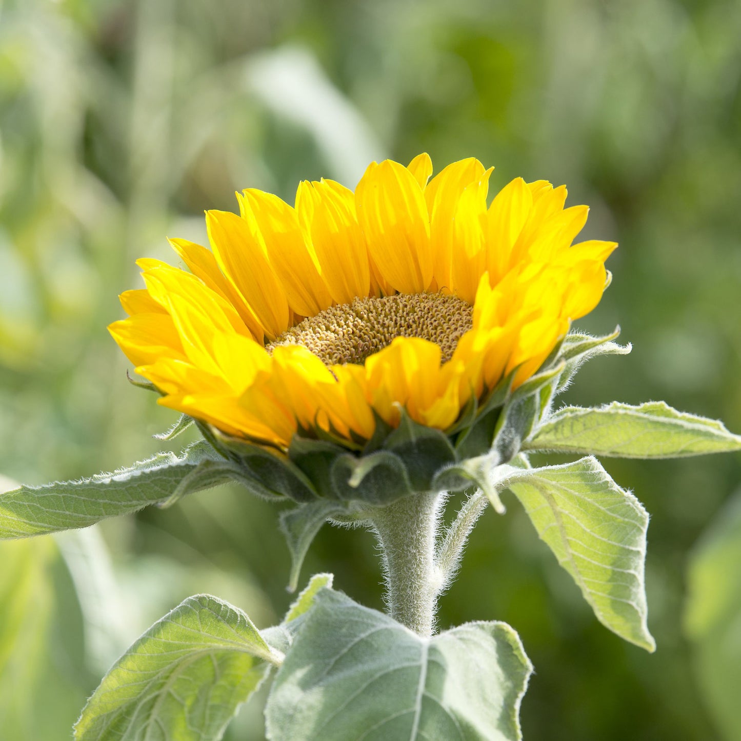 Helianthus Gold Up F1