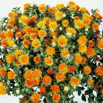 Safflor Zanzibar