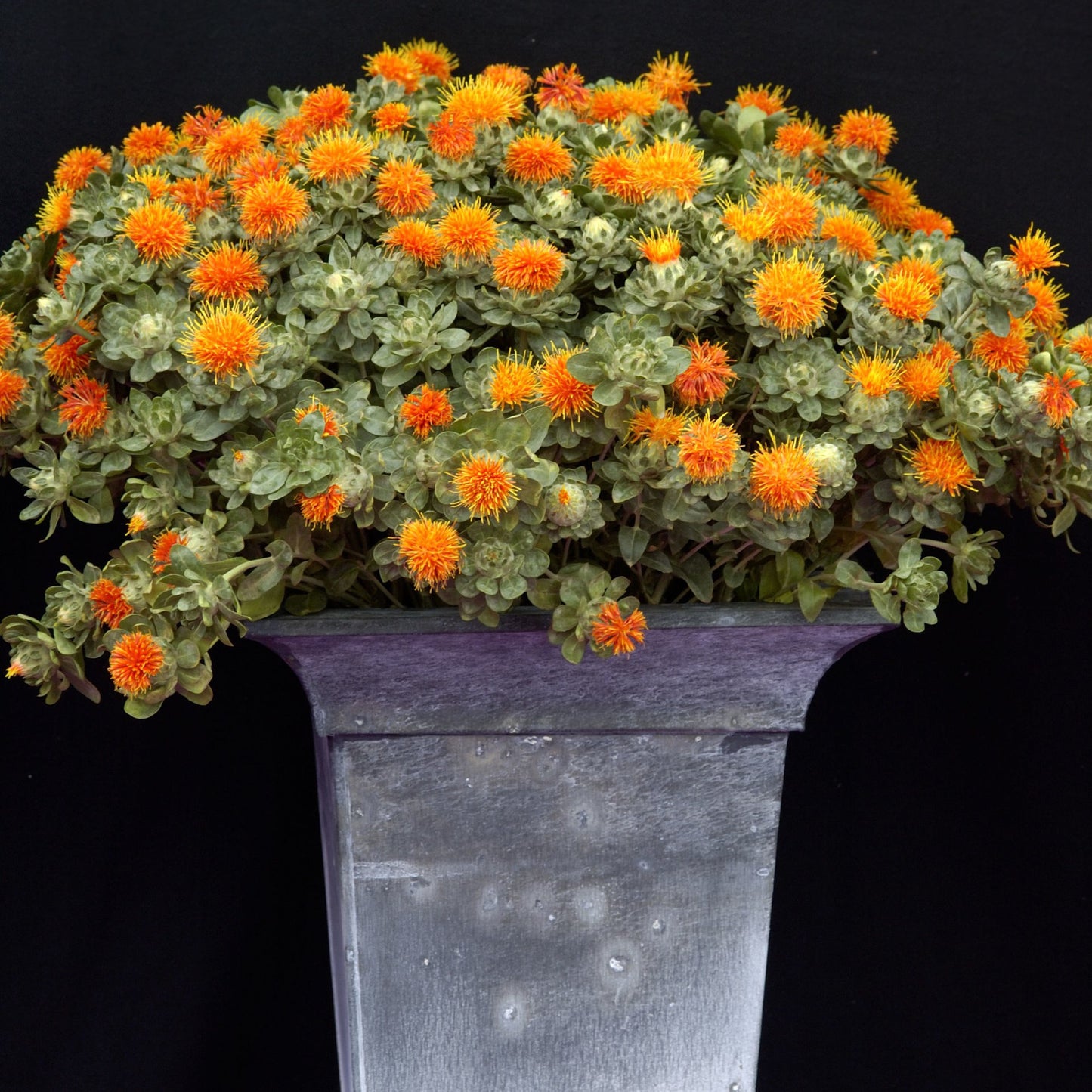 Safflor Zanzibar