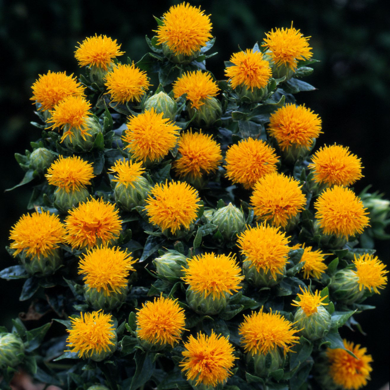 Safflor Kinko