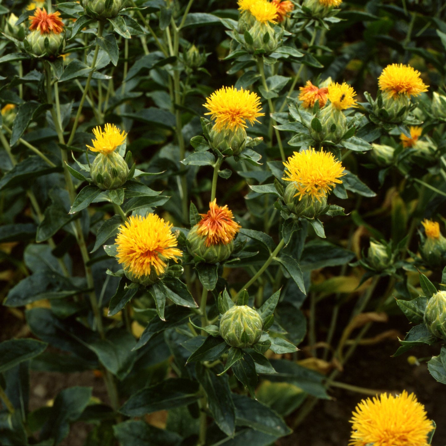 Safflor Kinko