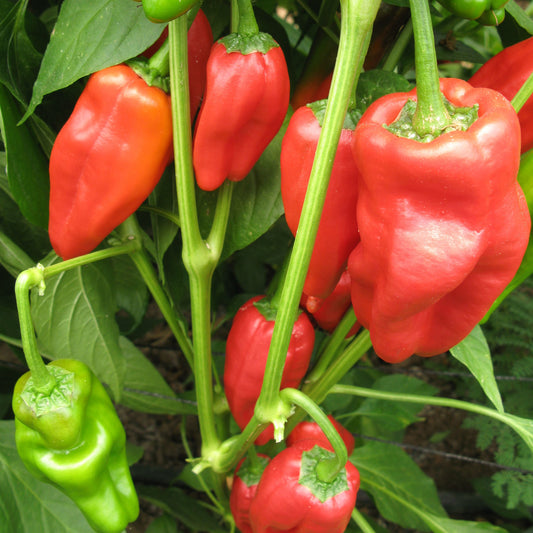 Padron - KRAV