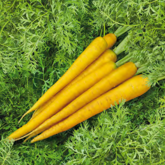 Yellowbunch F1
