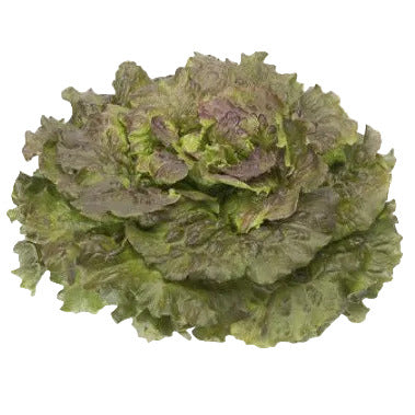 Batavia Lettuce Marinski RZ