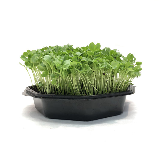 Kale Half-Tall Curled