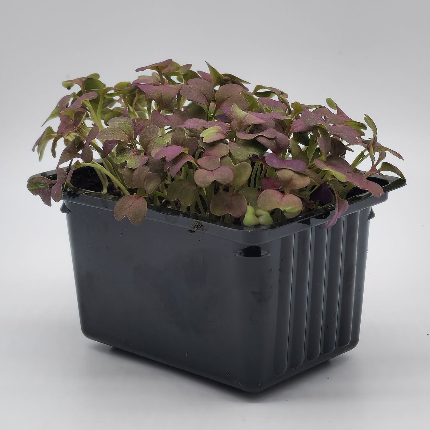 Sareptasenap Crimson Red