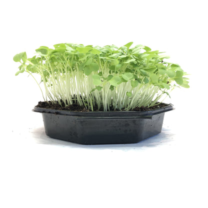Sareptasenap Golden Streak
