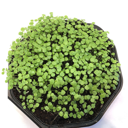 Watercress
