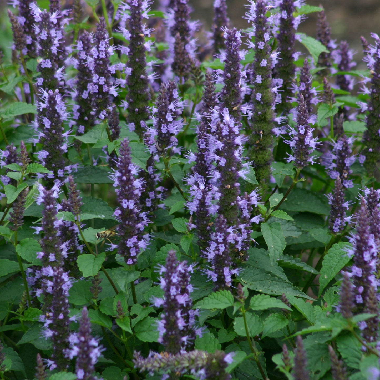 Anisisop 'Astello Indigo'
