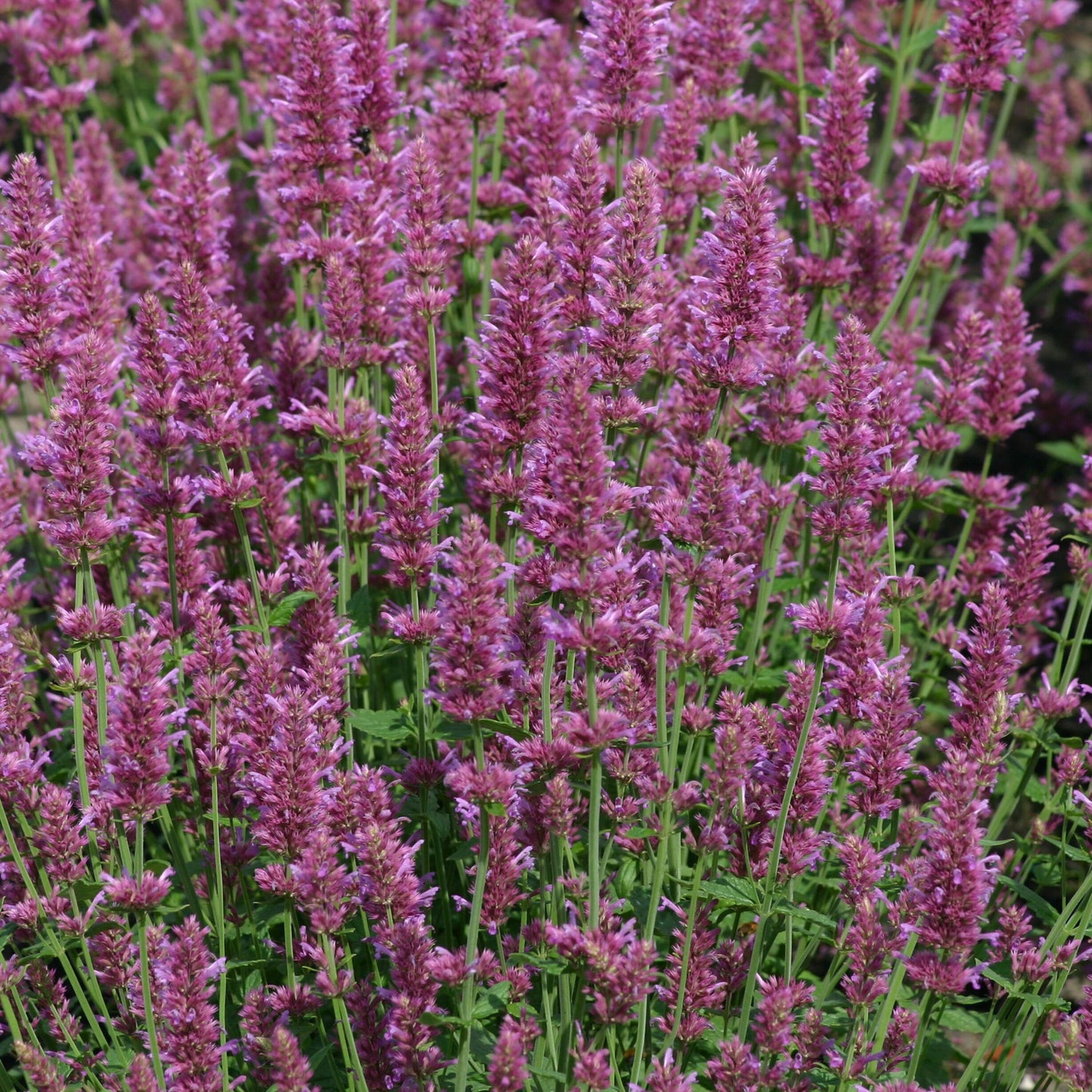 Anisisop 'Arcado Pink'