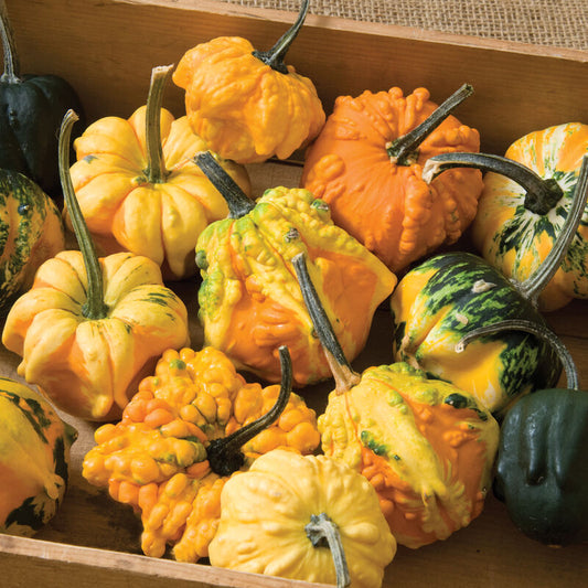 Daisy Gourd
