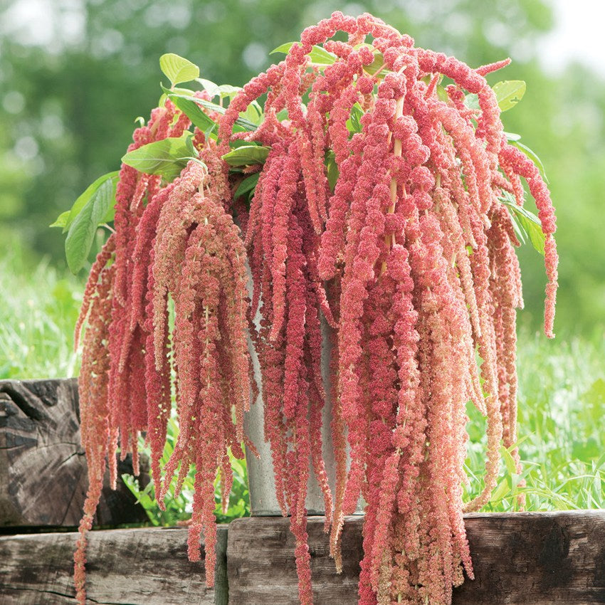 Amaranthus Coral Fountain