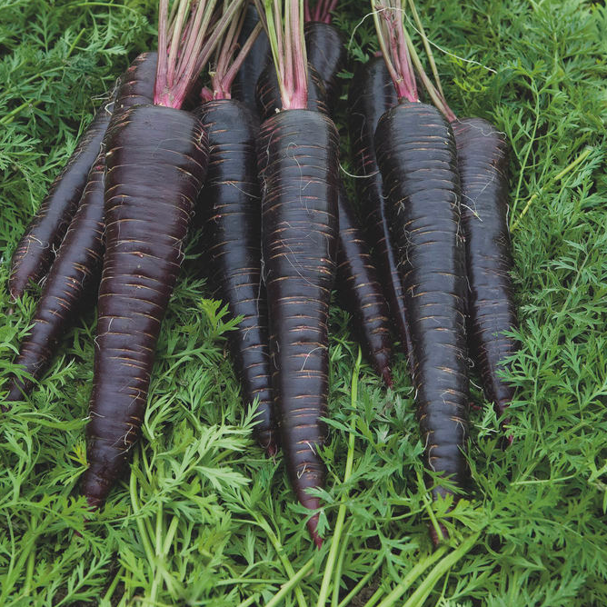 Deep Purple F1