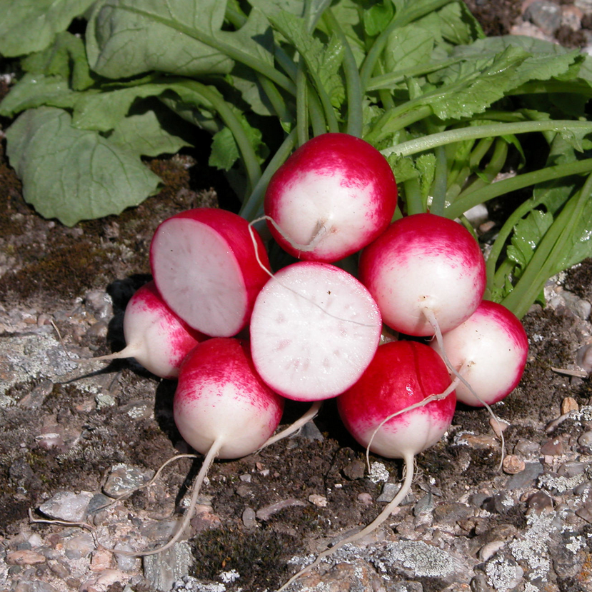 Poloneza